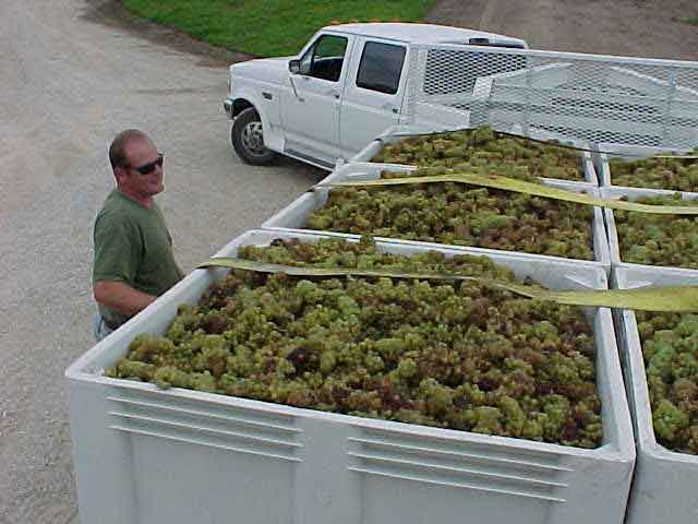 Collected fruit, though NOT strawberries
