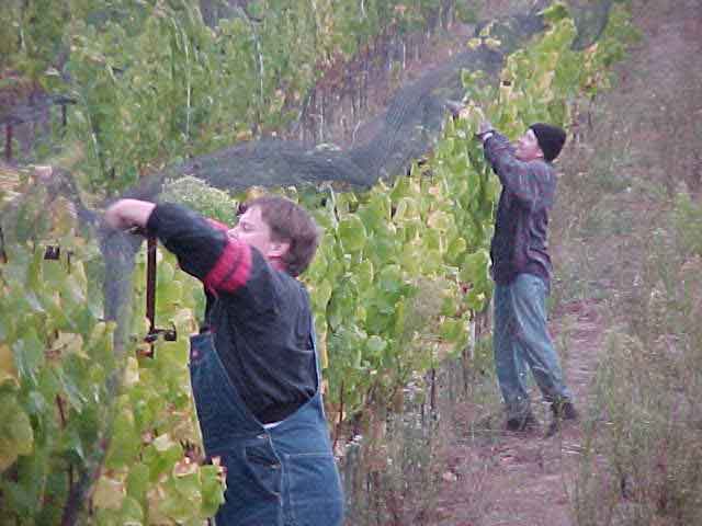 People working picking fruit